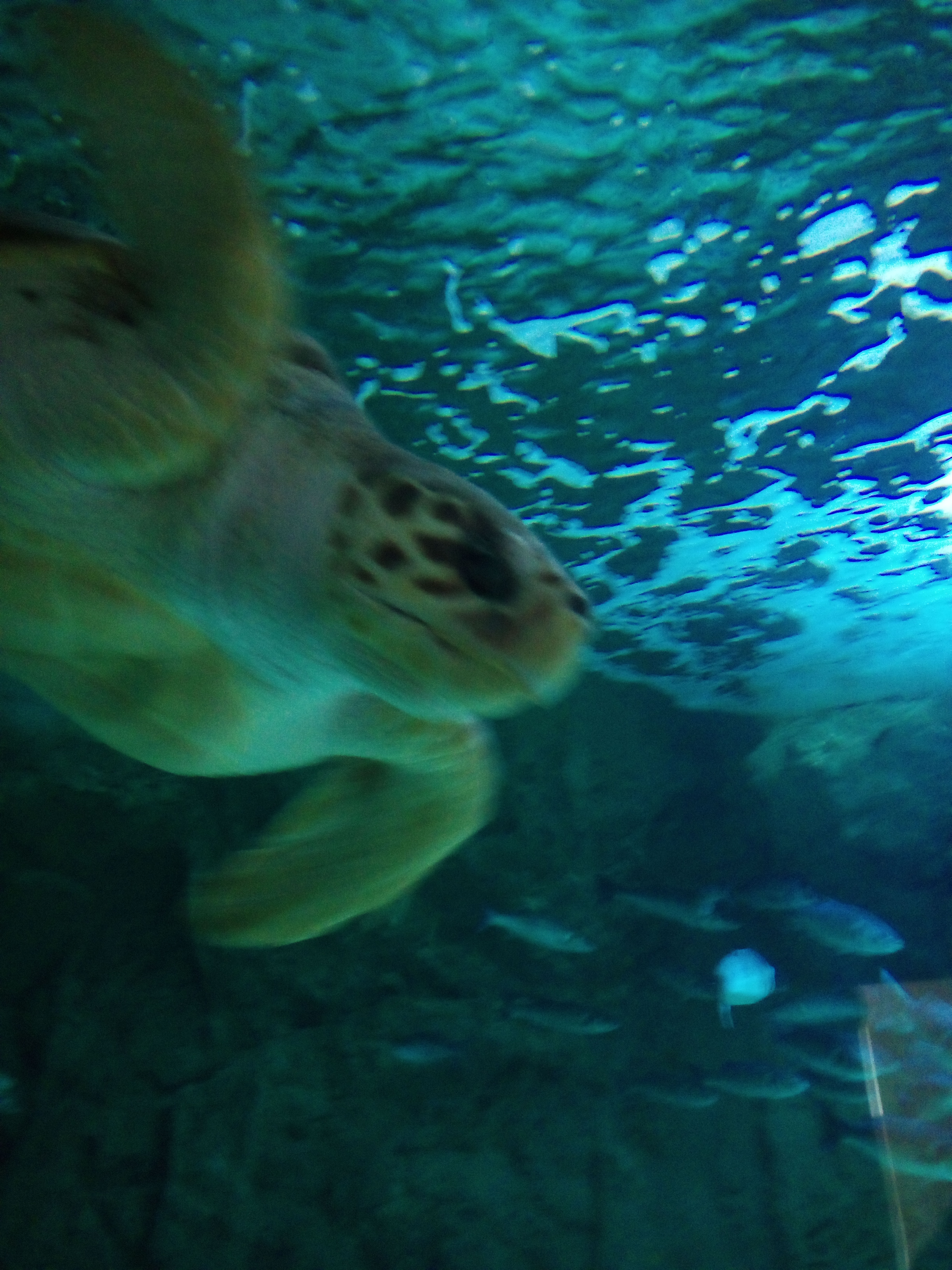aquarium de Biarritz Donostia